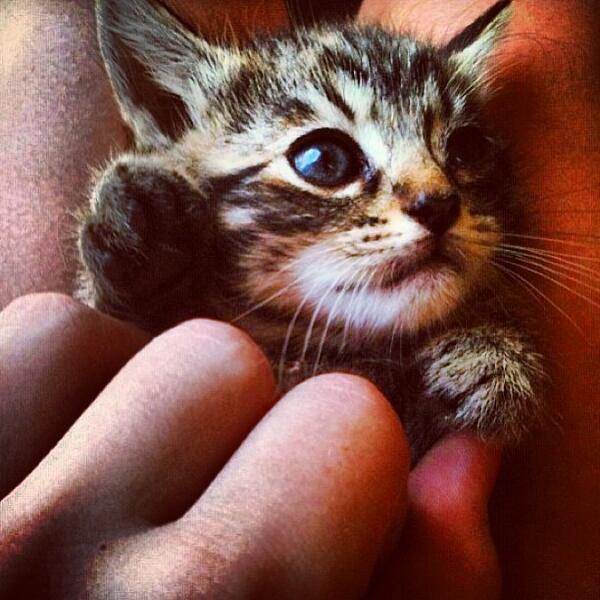 Cute Kittens tweet media