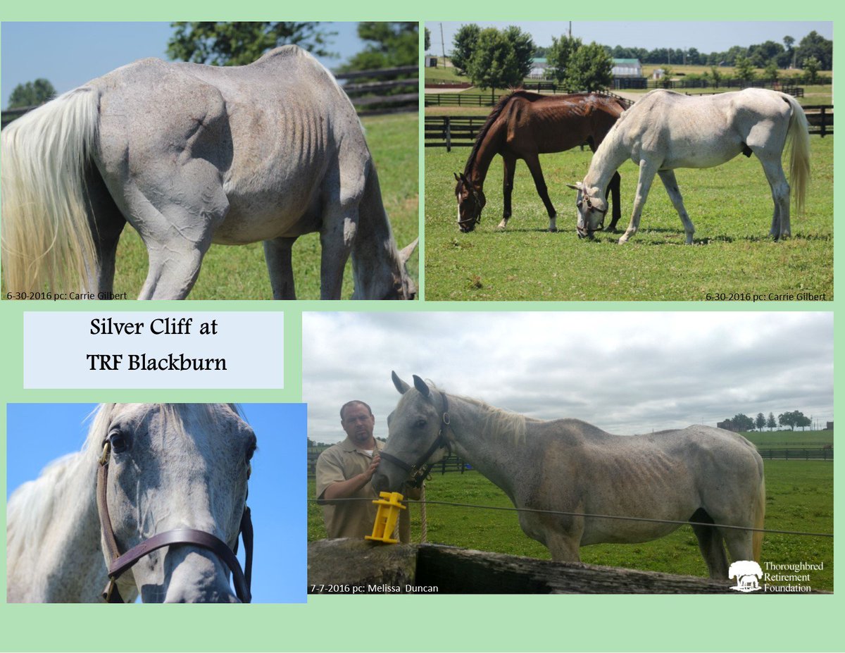 trfinc's tweet image. Silver Cliff making progress on road to recovery. Horses receiving excellent, compassionate care &amp;amp; we are hopeful.