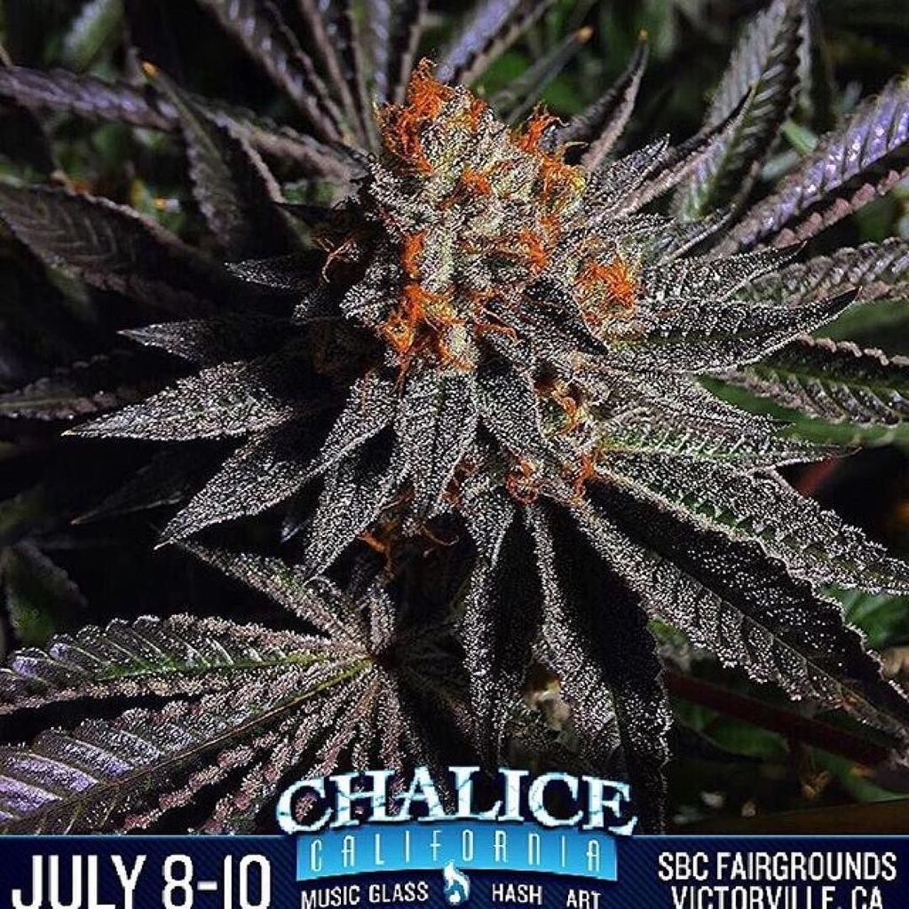 chroncierge's tweet photo. See everyone Today at Chalice2016 ☑️🔥☑️ #Chroncierge #TG_Genetics #PrivilegedExtracts #Mah… https://t.co/5PDk4BFkR2 https://t.co/ywjdqU1Wro