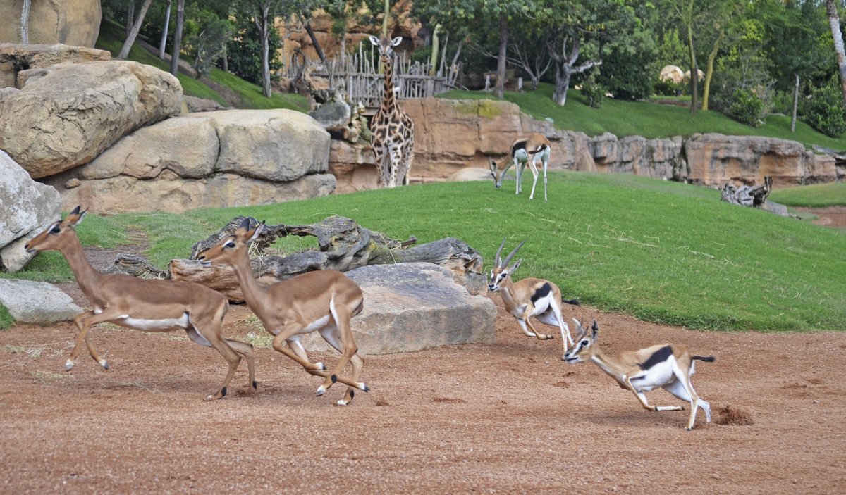 Bioparc's tweet photo. ¡#BuenosDias y #FelizMiercoles desde África en Valencia! ;-) https://t.co/cjMrR3b87Z https://t.co/llmCUYIhet