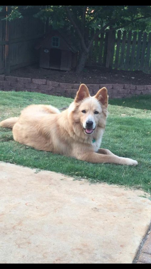 jamesjgordon2's tweet photo. German Shepherd + Golden Retriever = https://t.co/V1WgqLxHnU