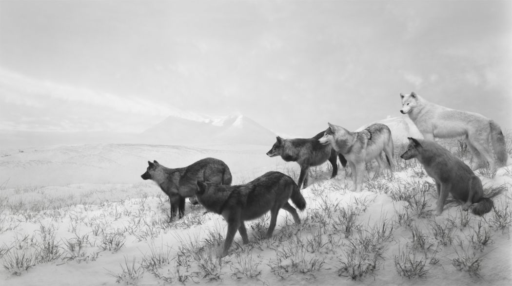 PaceGallery's tweet photo. #HiroshiSugimoto featured in @Fond_Cartier 's  #TheGreatAnimalOrchestra https://t.co/dJjBJjvGBu via @artinfodotcom https://t.co/SB1nxuU1HX