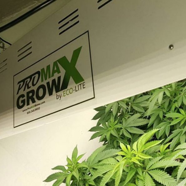ProMaxGrow's tweet photo. @NEGrassRootsIns looking great!! Growing under their max1200s! Happy Friday! #promaxgrow #growwithled #indoorgrow https://t.co/eIjEJami0x