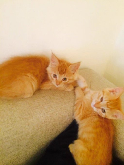 こねこカフェサンクチュアリ 猫カフェ 岐阜市 各務原市 Shiori