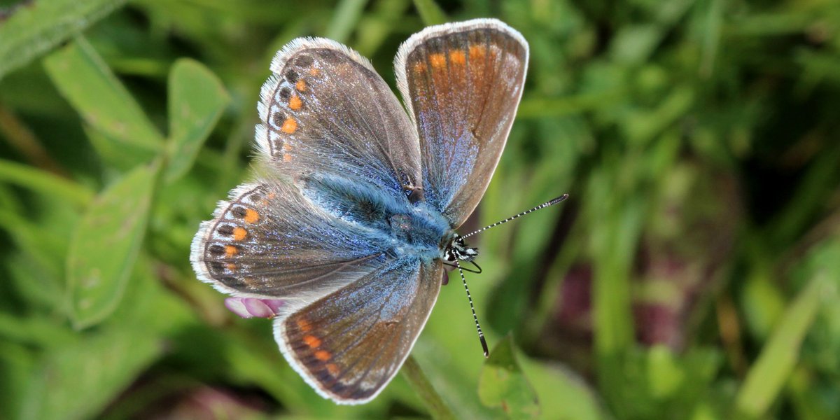 BBCSpringwatch's tweet image. Beautiful common blue by David King.
Don't forget to sign up to 
bigbutterflycount.org