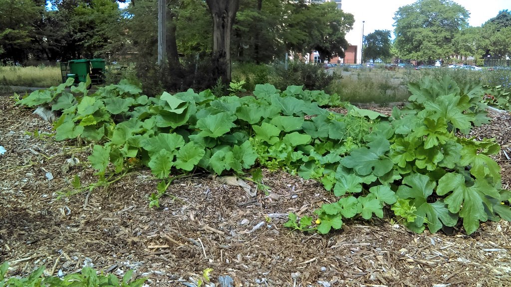 HSCompost's tweet photo. Squash tomatoes peppers volunteers on @NLRWorms #wormrun #nomorelandfills https://t.co/Cg1qIs5nBv