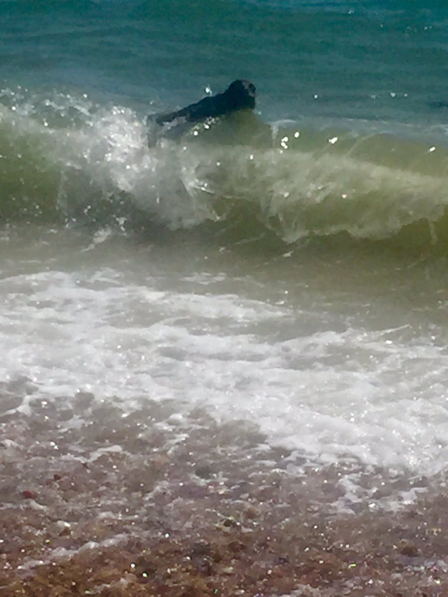 Sarah_JWare's tweet photo. Surf's up in Southsea. Kind of :) @strongislanduk @LoveSouthseaUK @southsea #Portsmouth #TripAdvisor https://t.co/ebY80Vrpq6