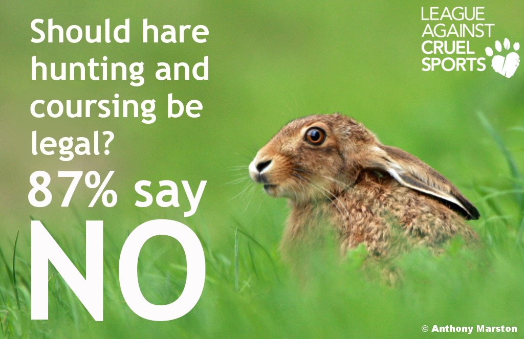 LeagueACS's tweet photo. Should hare hunting &amp; coursing be legal?

87% say NO

#keeptheban 

https://t.co/hKlwhY5aVa https://t.co/q8R3luGYN3