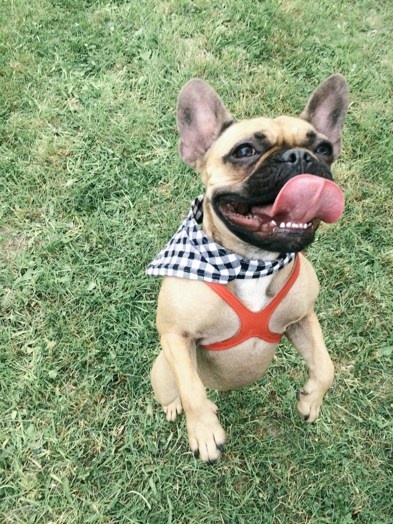 AishiteruRuki's tweet photo. • jump in the weekend 💚🎉🎊 • #BuddyBelts #BBAmbassador #bestdogharness #friday #weekendmod #jump #fun #luma #frenchie https://t.co/HfwDfZrtJm