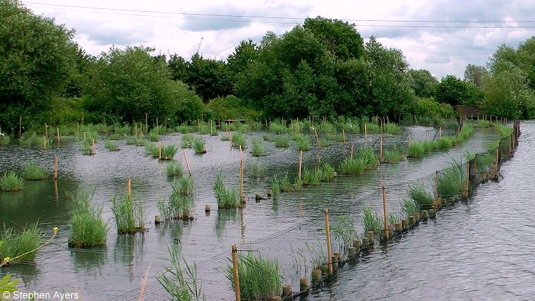 Walthamsteve's tweet image. The new reedbed #wildlife habitats (2.4 hectares) are growing quickly at #Walthamstow #Wetlands @WildWalthamstow