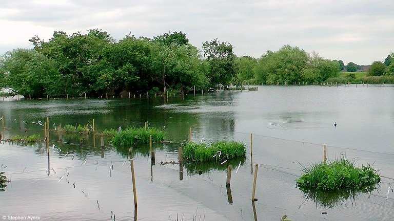 Walthamsteve's tweet image. The new reedbed #wildlife habitats (2.4 hectares) are growing quickly at #Walthamstow #Wetlands @WildWalthamstow