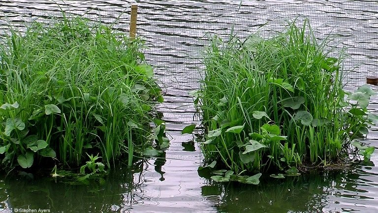 Walthamsteve's tweet image. The new reedbed #wildlife habitats (2.4 hectares) are growing quickly at #Walthamstow #Wetlands @WildWalthamstow