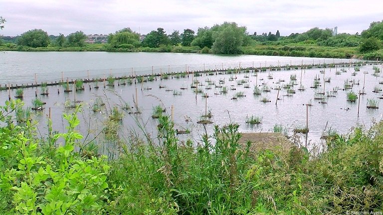 Walthamsteve's tweet image. The new reedbed #wildlife habitats (2.4 hectares) are growing quickly at #Walthamstow #Wetlands @WildWalthamstow