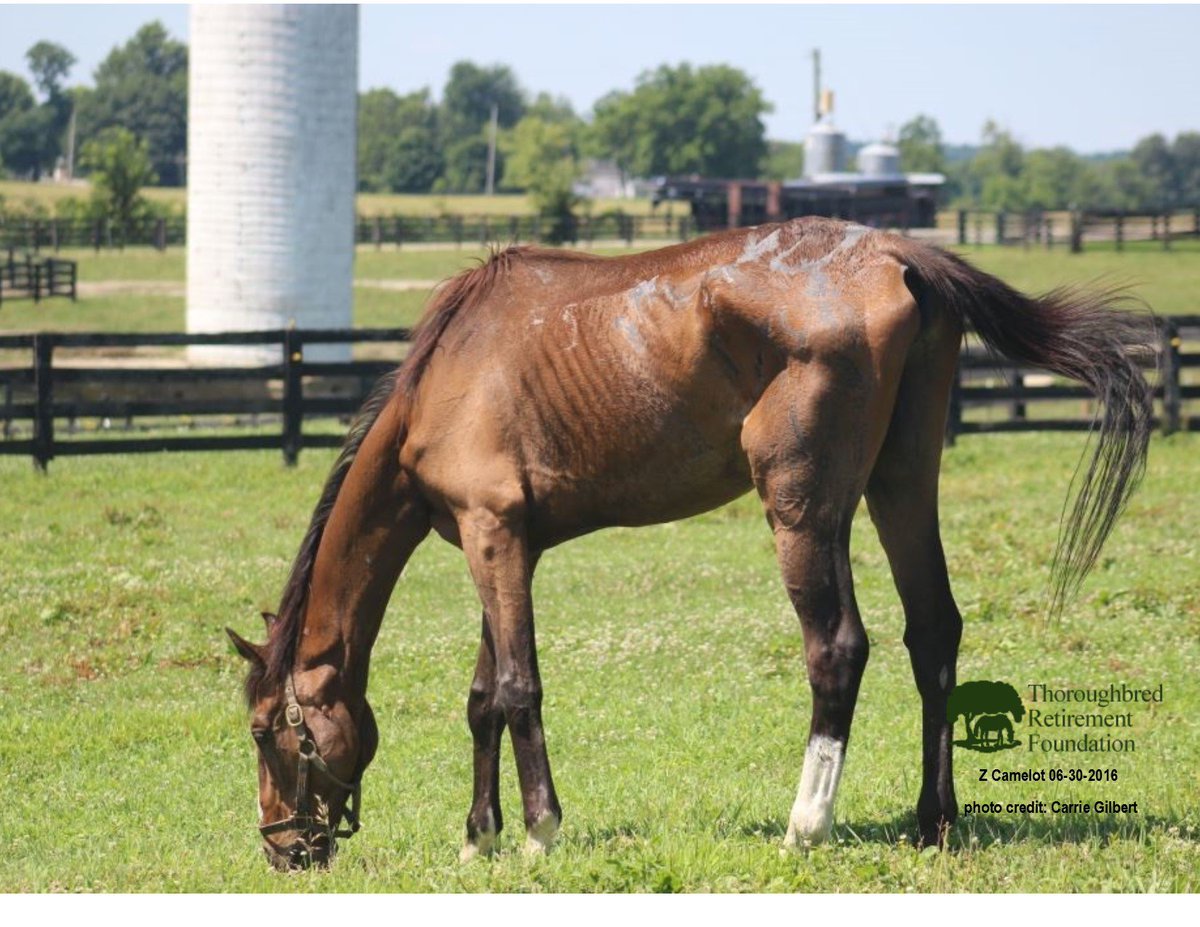 trfinc's tweet image. Z Camelot receiving careful care at TRF.  @jazz3162 @JustinZayat @RichardMigliore @Steve_Byk @raypaulick @theTDN