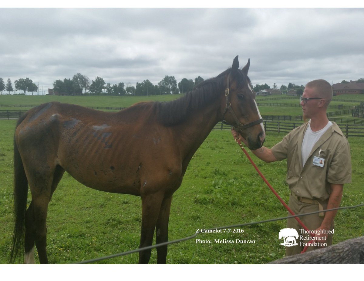 trfinc's tweet image. Z Camelot receiving careful care at TRF.  @jazz3162 @JustinZayat @RichardMigliore @Steve_Byk @raypaulick @theTDN