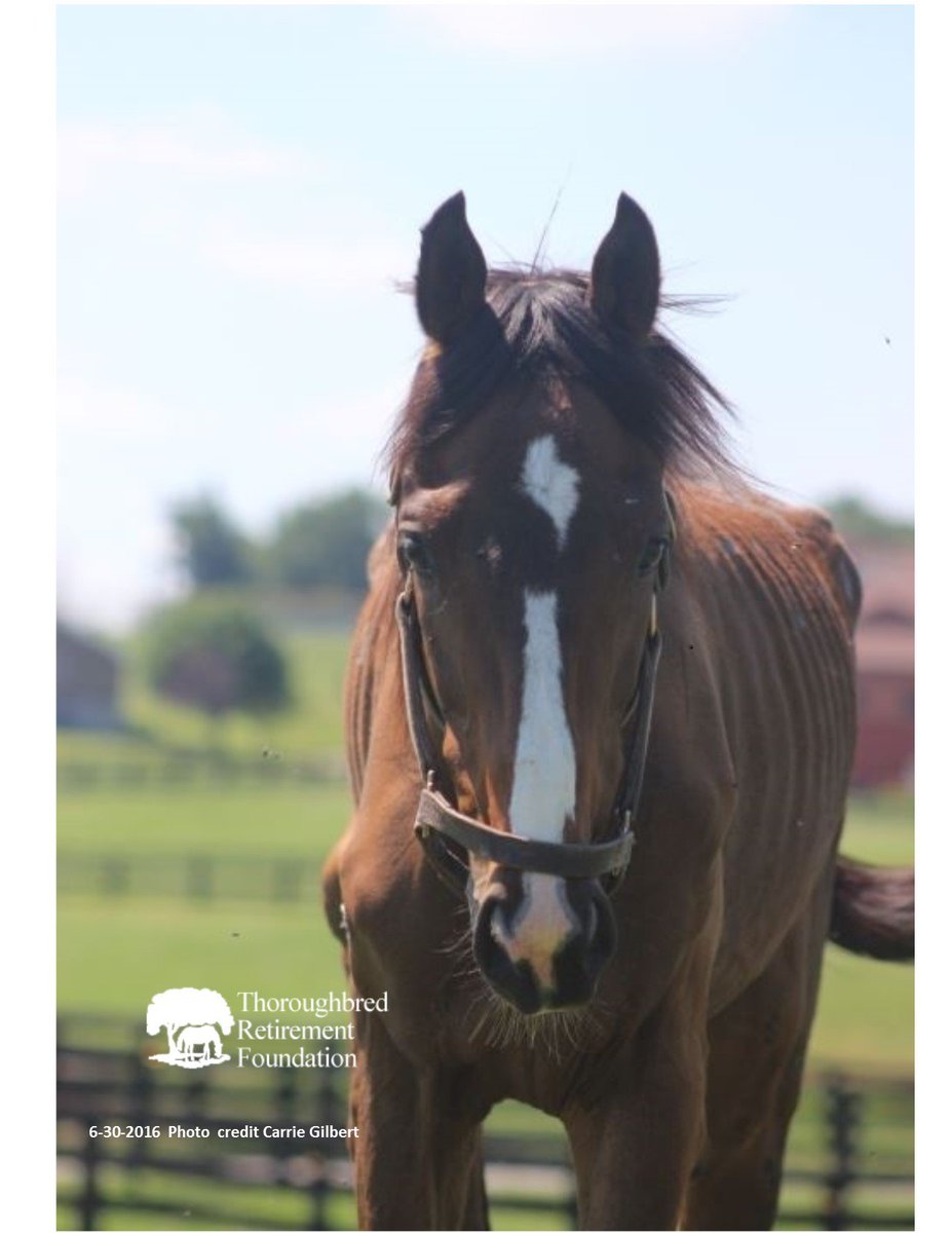 trfinc's tweet image. Z Camelot receiving careful care at TRF.  @jazz3162 @JustinZayat @RichardMigliore @Steve_Byk @raypaulick @theTDN