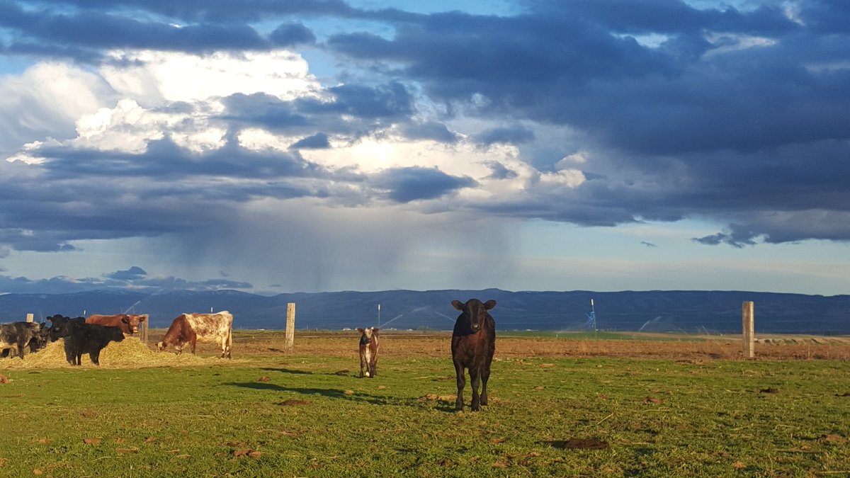 If you travel to <a href="/OurWallaWalla/">WallaWalla</a>  stop by <a href="/BlueValleyMeats/">Blue Valley Meats</a> 1162 W. Pine Street, Walla Walla, open T-F 9-6 &amp; Sat. 9-4
