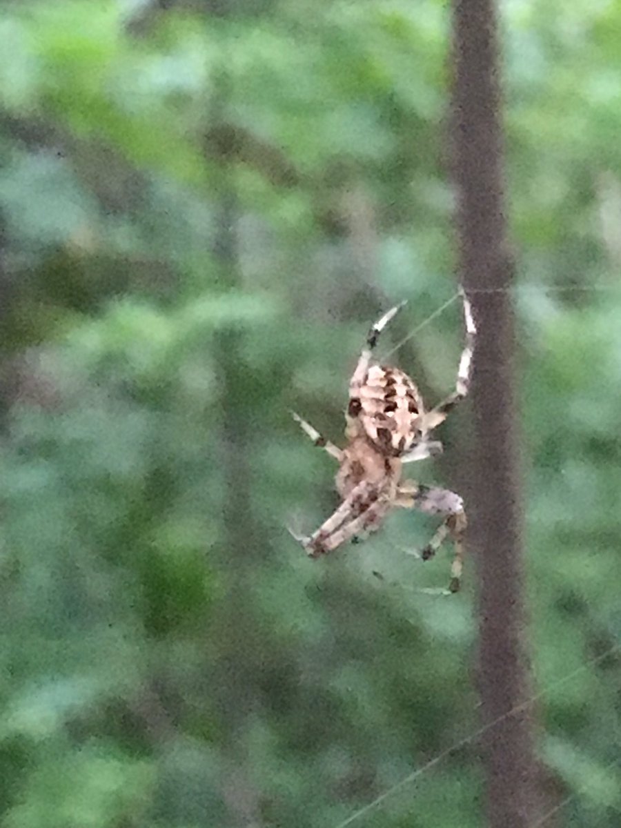 otterX's tweet photo. A beautiful arborealOrbWeaver #spider weaving across the #UnderCliffPath in #LynnWoods at twilight. ๐ท #iphonography https://t.co/pGqP1Cn7Im