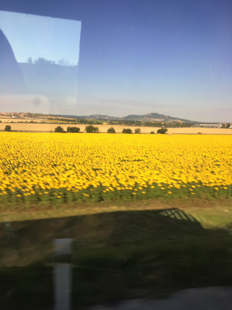 tyler the creator on twitter seen a real sunflower field and dude