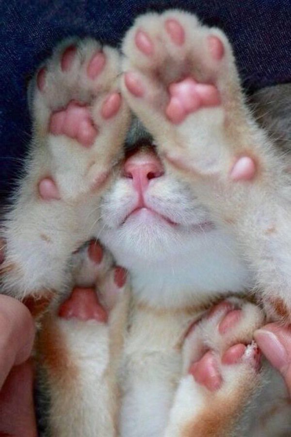 FullCatHouse's tweet image. OMG! Jelly beans !!