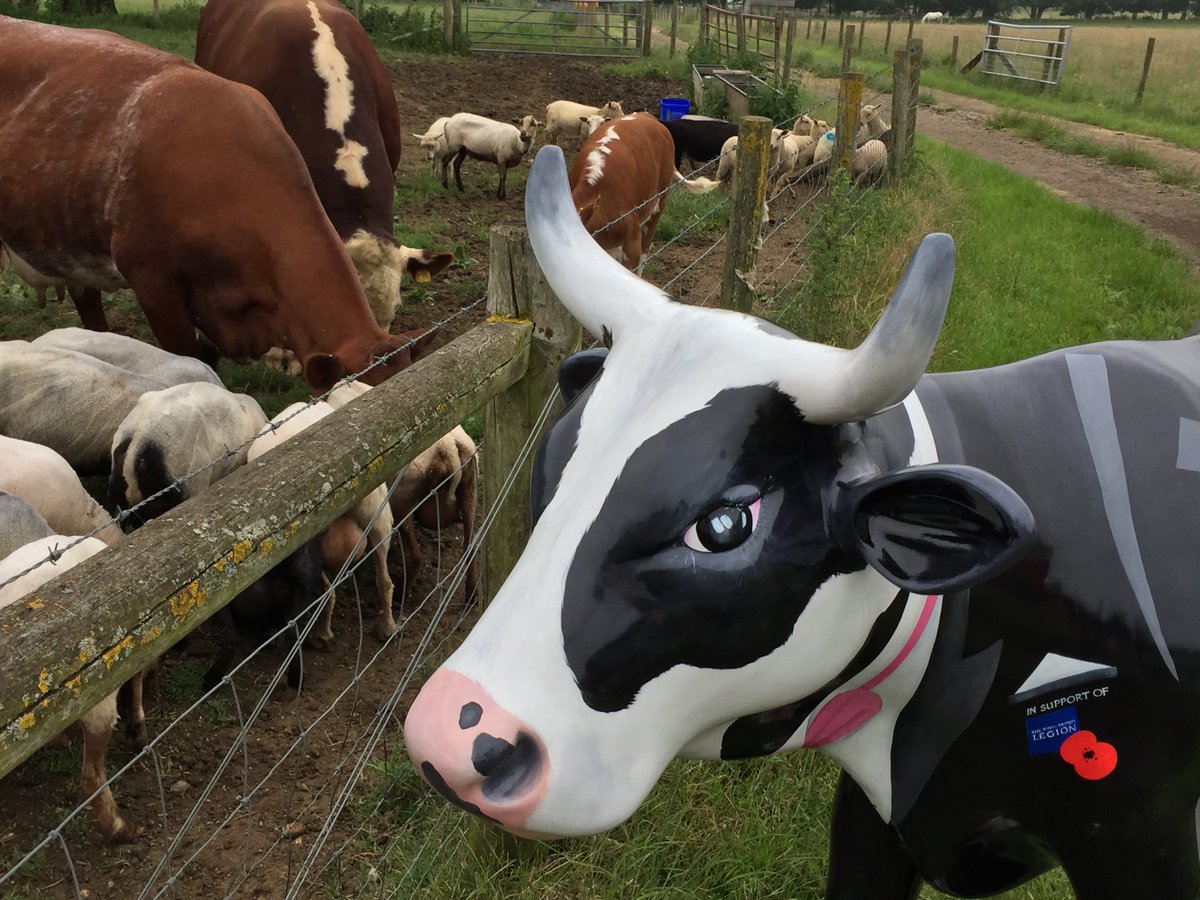 Thank you @BockettsFarm for letting me watch over Alfie and complete my second #Mooi5 mission! @CowParadeSurrey https://t.co/JVZIkZBv9D