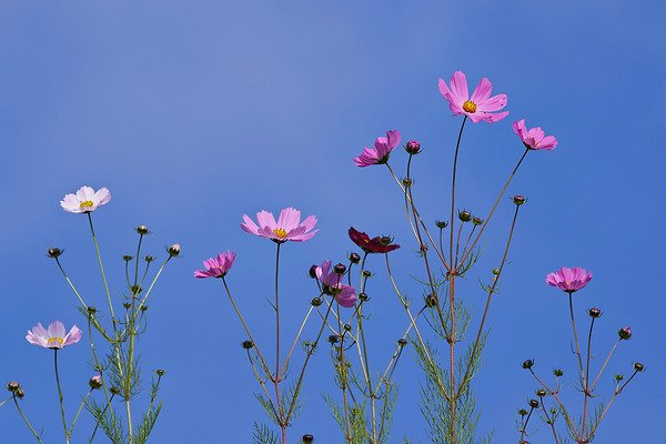 edcooleygallery's tweet image. Some see weeds and others see wishes ow.ly/iV073023Mmv "Flowers and Sky" #FlashbackFriday #China #ClientDesign