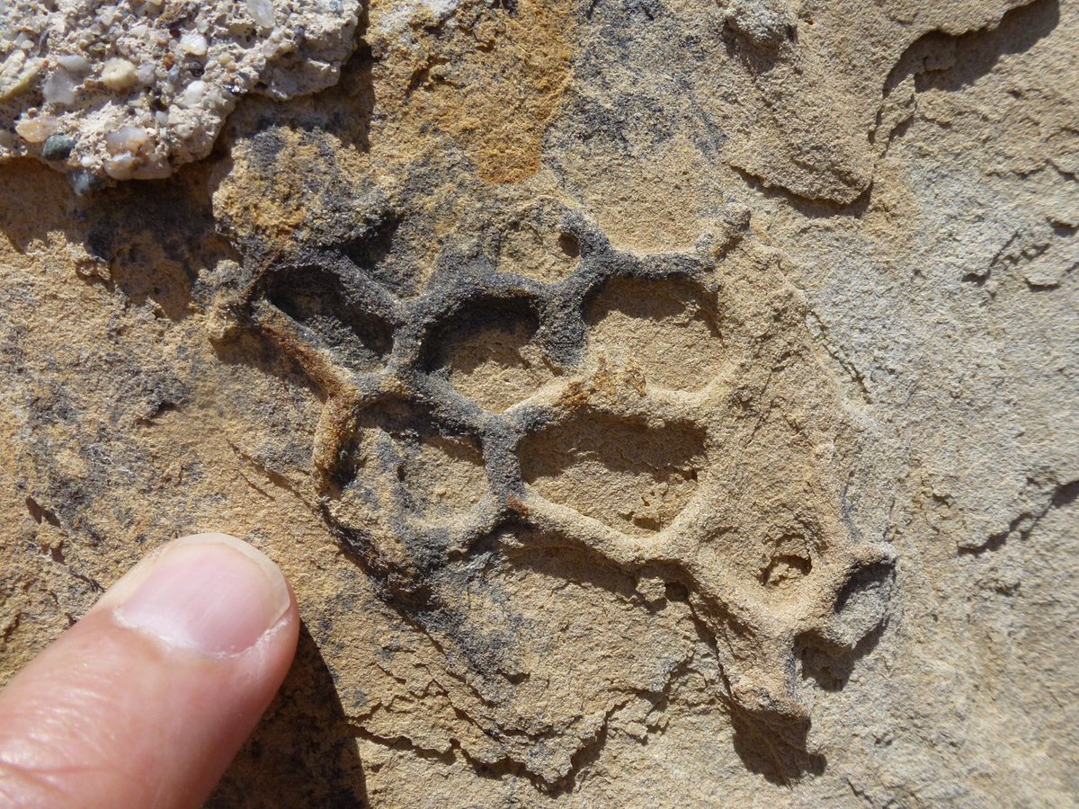 The name Paleodictyon refers to these strange constructs