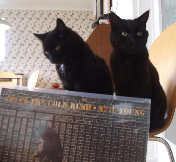 WHY MY CAT IS SAD tweet media