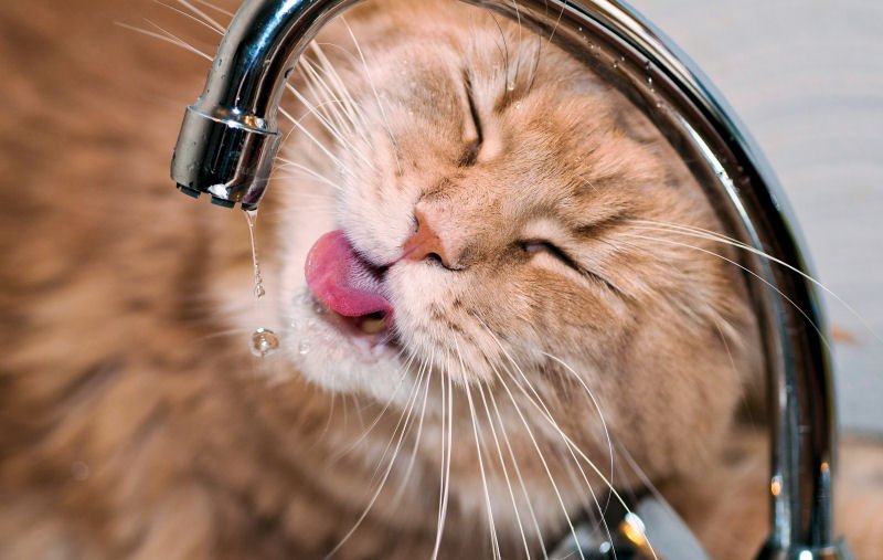purringtonpost's tweet photo. 5 Reasons Why Cats Make Us Better People =>
https://t.co/AhRFpb21jy #cats https://t.co/65Xn3sCUlj