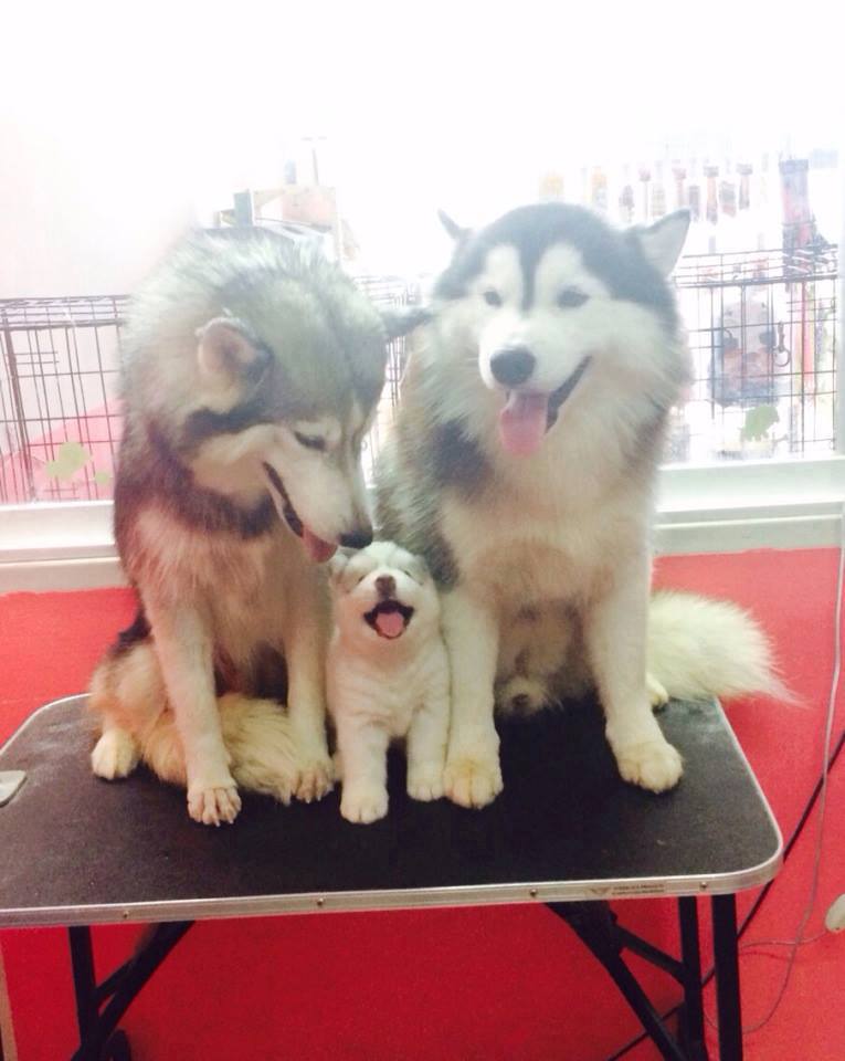 BabyAnimalsPicz's tweet photo. One happy family https://t.co/ZW5fwNsMDe