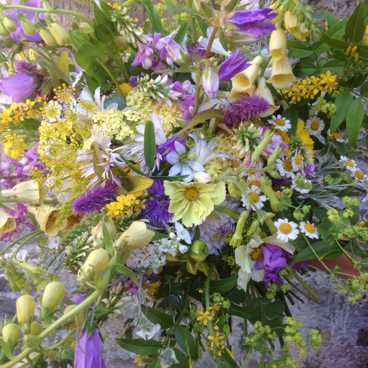 JaneFlowerjane's tweet photo. Well I am bad at Twitter but fairly good at #Britishflowers all grown here, hoping to re-address!Instagram is cool!💕 https://t.co/NR9YNmkiV7