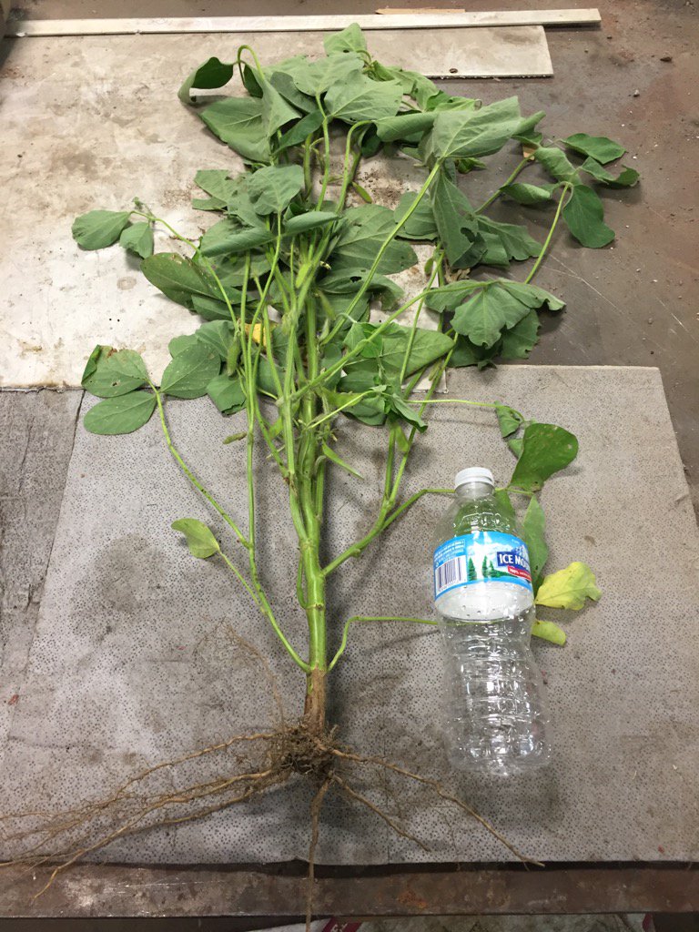 BrianRudolphi's tweet image. @ChannelSeed 3707R2/SR with @MonsantoBioAg Tagteam LCO look amazing. Planted 4/25. @farmerpaul85 @CKombrk