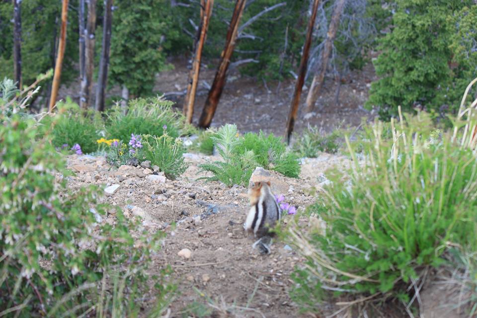 zachpearson8's tweet image. 