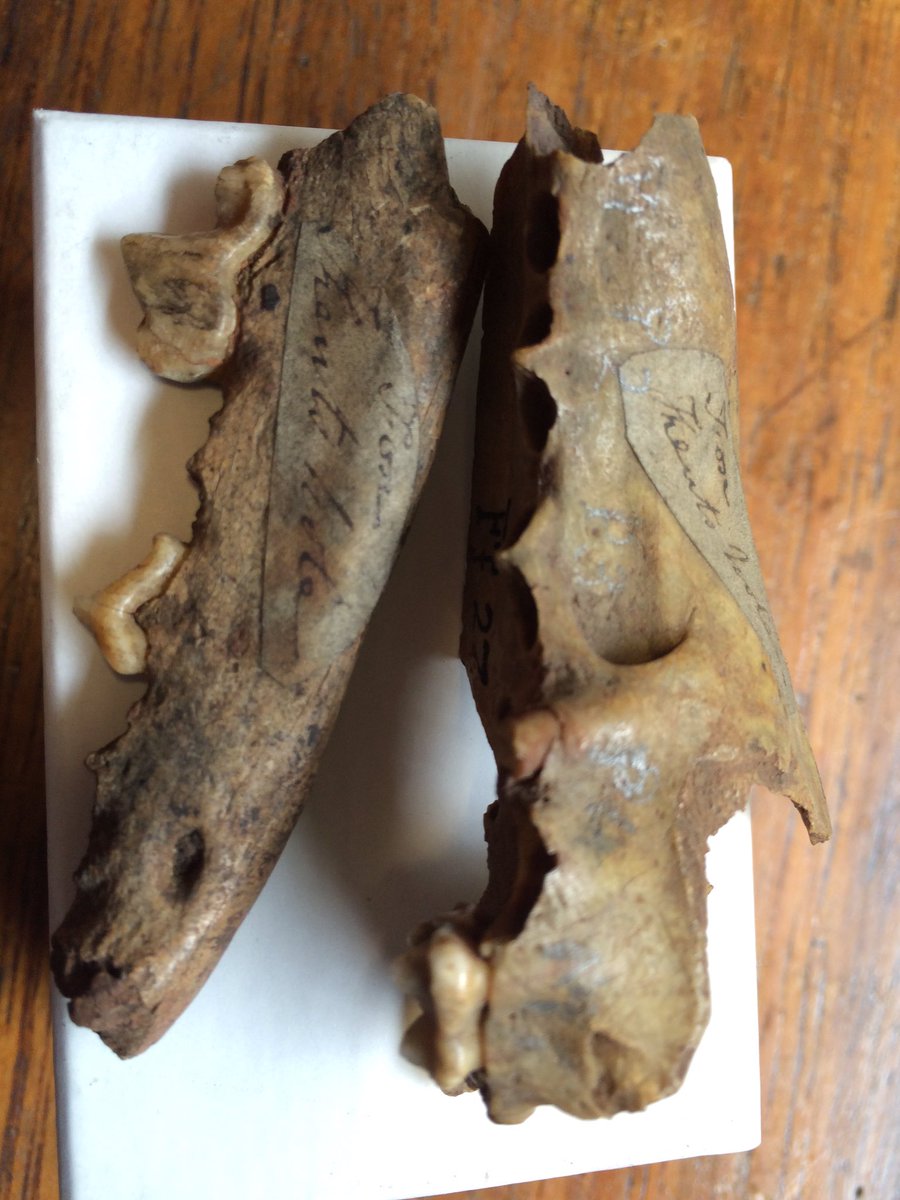 Nickuae's tweet photo. #FossilFriday fox mandible from 'Kents Hole, Devon' assume @Kents_Cavern https://t.co/LW1xFfAHH8