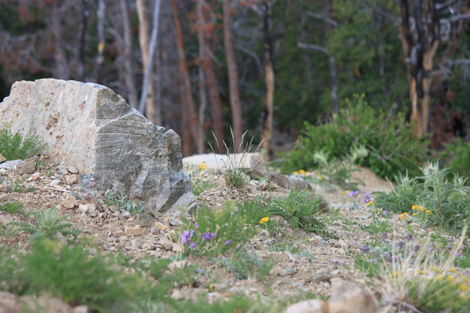 zachpearson8's tweet image. 