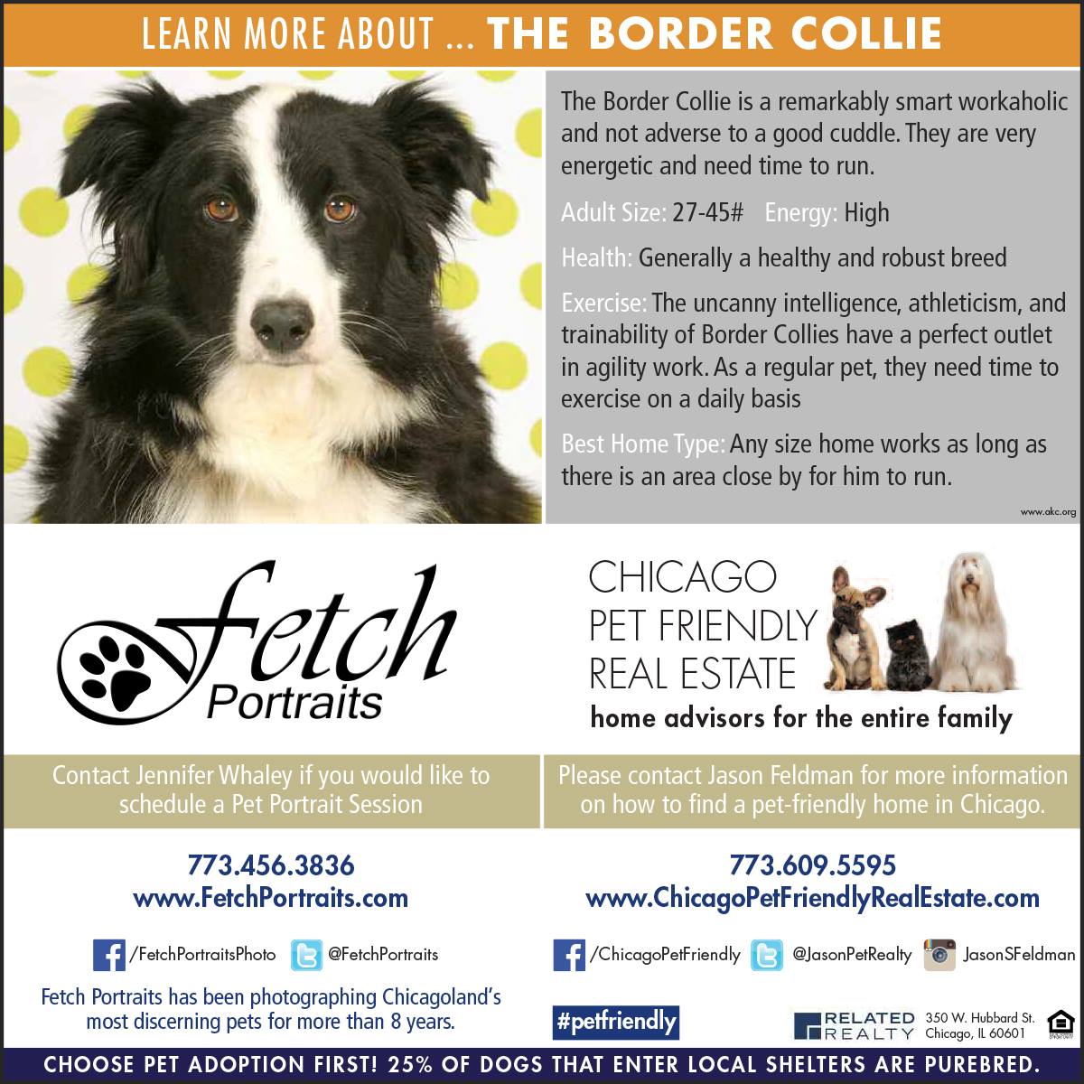 FetchPortraits's tweet photo. Do u #lovepets especially #bordercollies? Looking for a #newhome in #Chicago? @JasonPetRealty has your #answers! https://t.co/nzlf717vXy