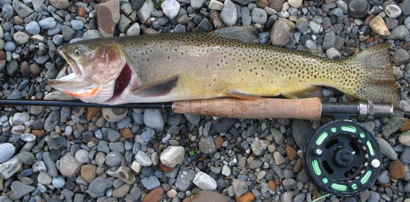 TellurideNet's tweet photo. Calling all fishermen! Trout fishing in the Telluride area can be about as good as it gets. https://t.co/RZmMYuMOhv https://t.co/bNTOpxQXrm
