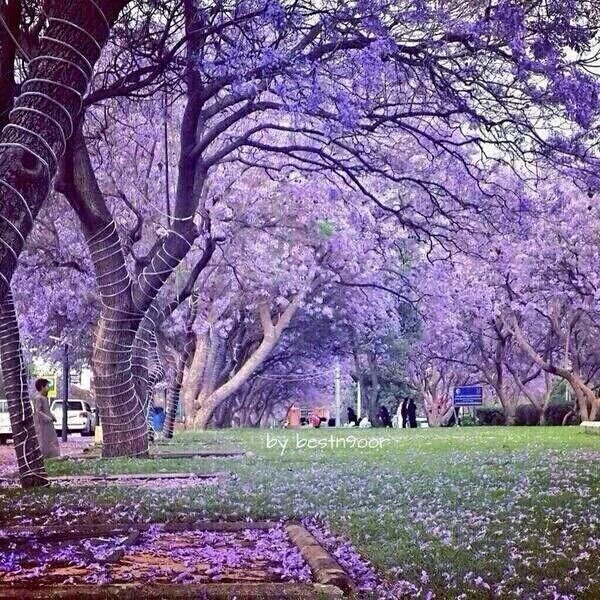 msalsaif's tweet image. No this is not Japan this is Abha, Saudi Arabia