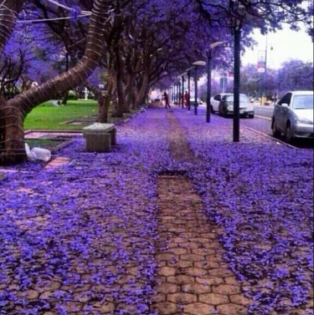 msalsaif's tweet image. No this is not Japan this is Abha, Saudi Arabia