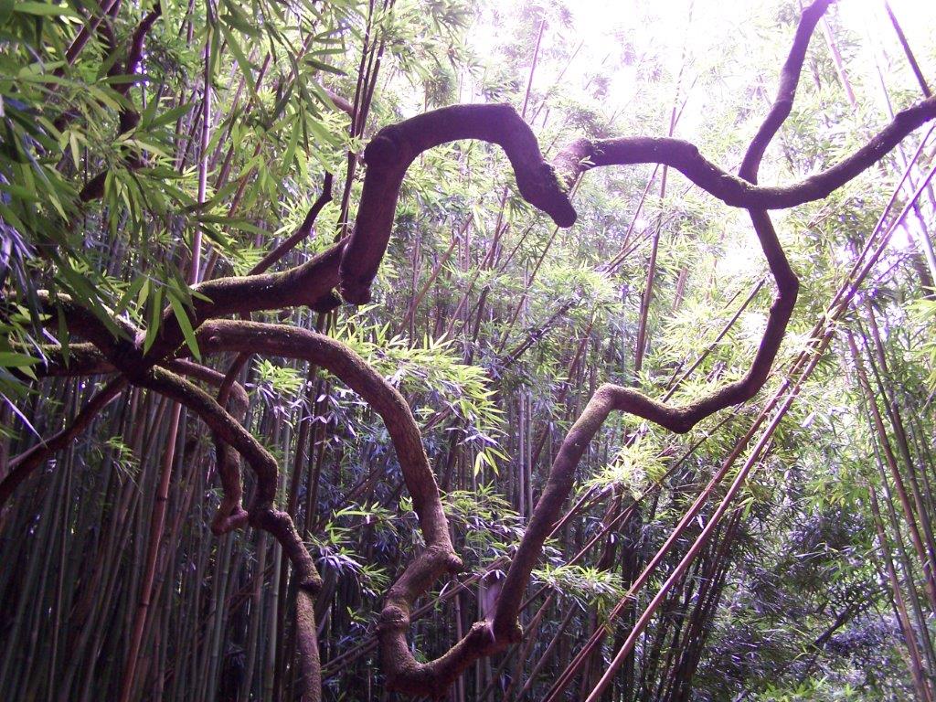 NapraforgoP's tweet photo. Love is everywhere you look #HeartInNature #photography https://t.co/9u2Hvqsiys
