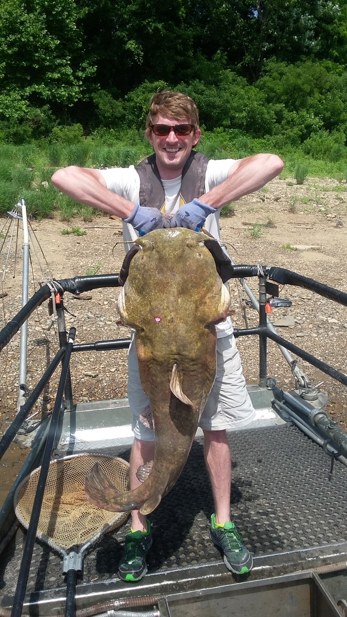 Guess you might say the #OhioRiver has a decent-sized #catfish or two. Sampling done June 30.