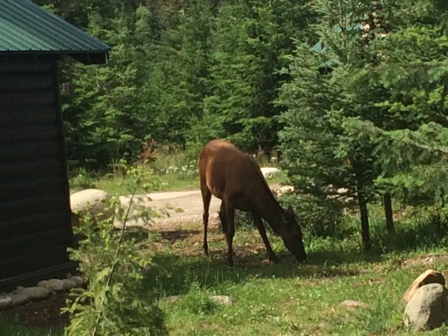 Condors's tweet photo. The coaches had a great time this week at #OilersCamp in beautiful Jasper. 🏞⛳️🌳 https://t.co/s2vFMGz8Pc