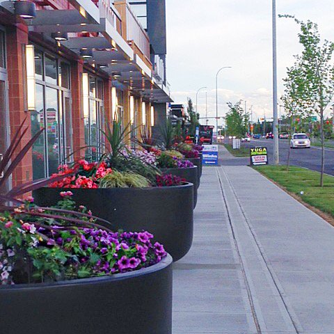 BradboshYYC's tweet photo. Flowers for days! We recently planted these bright and beautiful annuals at #WEST85th. #YYCLandscaping https://t.co/I1ozaGdv9s