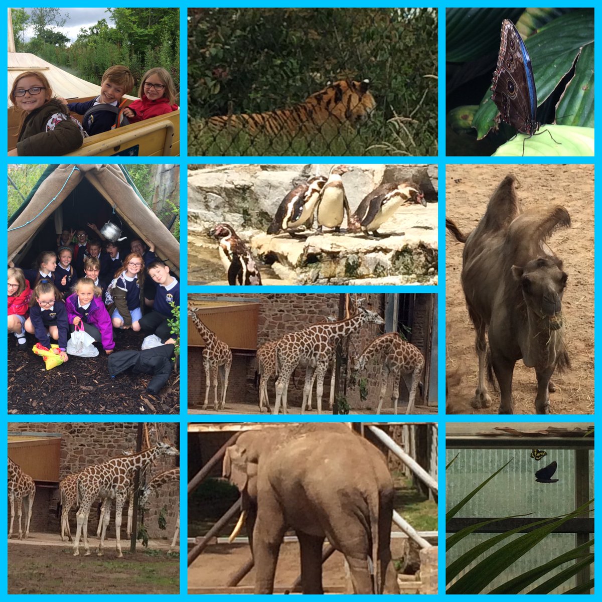 BarntonMissKB's tweet photo. What an incredible day at Chester Zoo. The children were a credit to our school :) https://t.co/lalDIGUzha