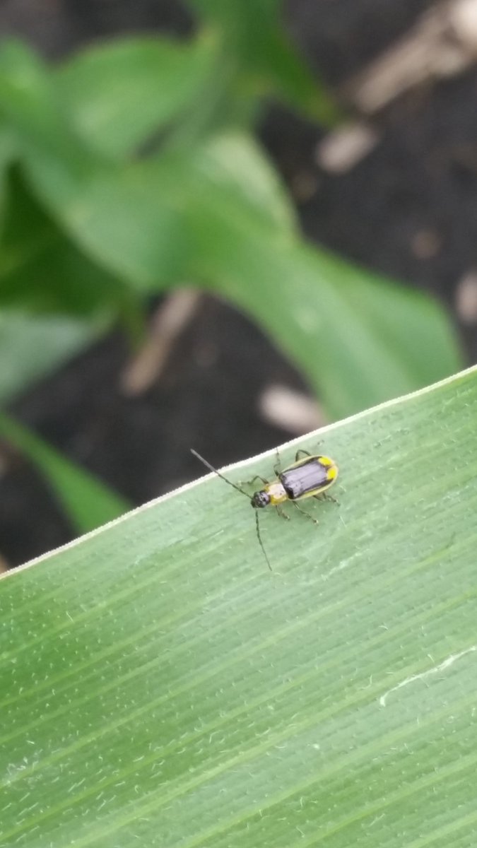 #corn stage is highly variable in areas of S MN.First plants w/silks attract early #rootworm beetles.
