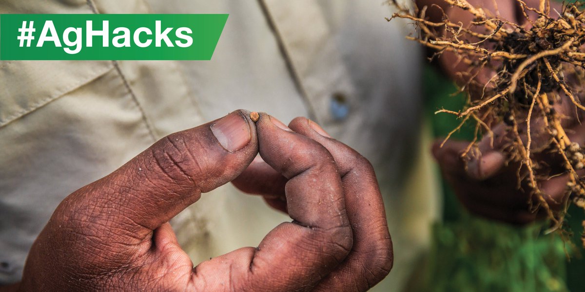 BASFAgProducts's tweet photo. Handy field tip: Crack open a soybean nodule. If it's not pinkish-reddish, the plant needs more nitrogen. #AgHacks https://t.co/1gQOGE4dfC
