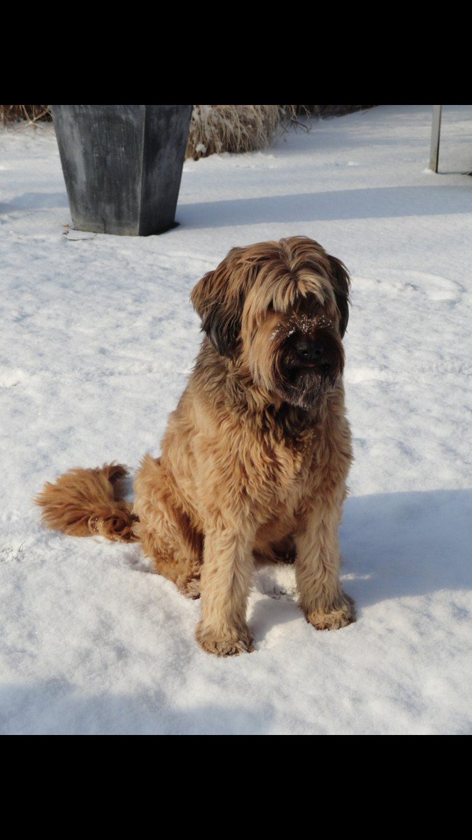 RIP ma belle Didas s'est éteinte aujourd'hui. .... quel vide ... quelle tristesse ....