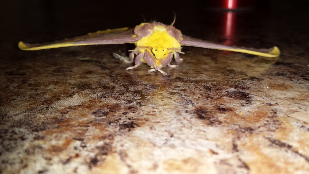 AprilRx_'s tweet photo. FOUND THIS FUZZY GUY IN MY GARAGE. ITS AS BIG AS MY HUSBANDS HAND!! SO PRETTY!!
#bigassmoth #fuzzymoth #leafmoth https://t.co/BXG0DhNGPH