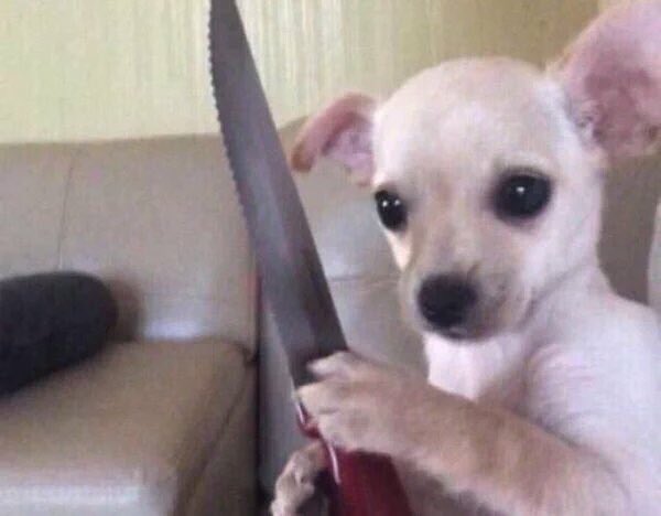 Ver imagem no Twitter