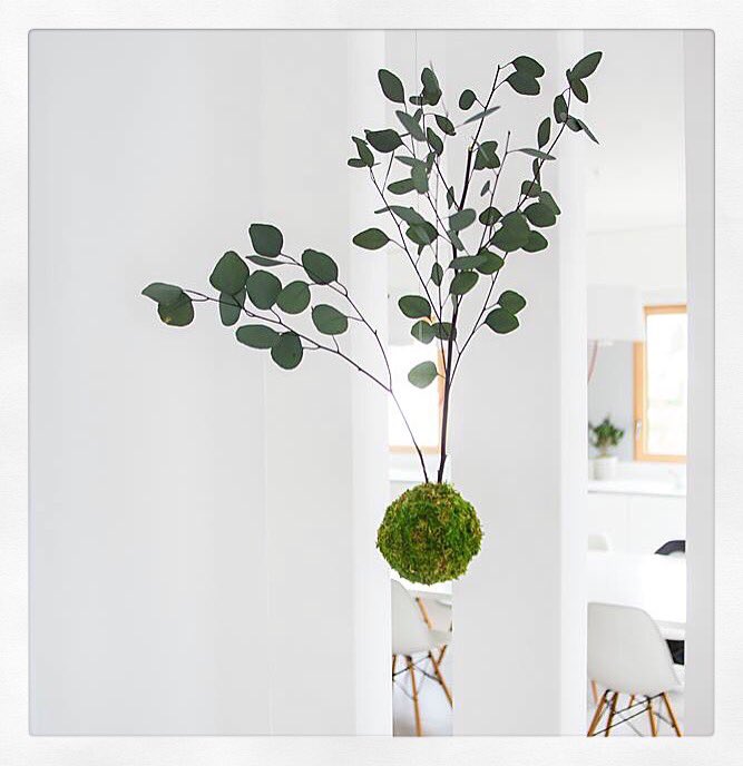 inventeuse's tweet photo. Be nature with Adventive #kokedama #eucalyptus #plantDesigner #plantdecor #adventive https://t.co/7H73jZeWui https://t.co/NvrMnLONMQ